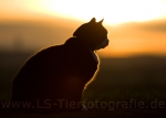 28 Lichtspiele
